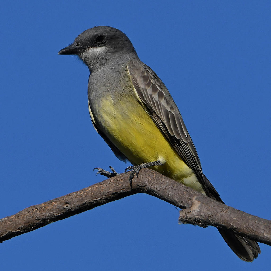 Kingbird3.jpg
