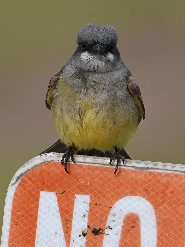 Kingbird3.jpg