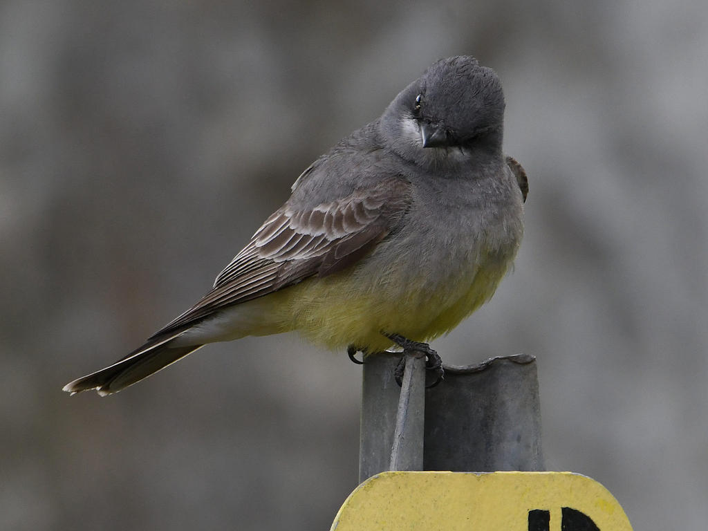 Kingbird3.jpg
