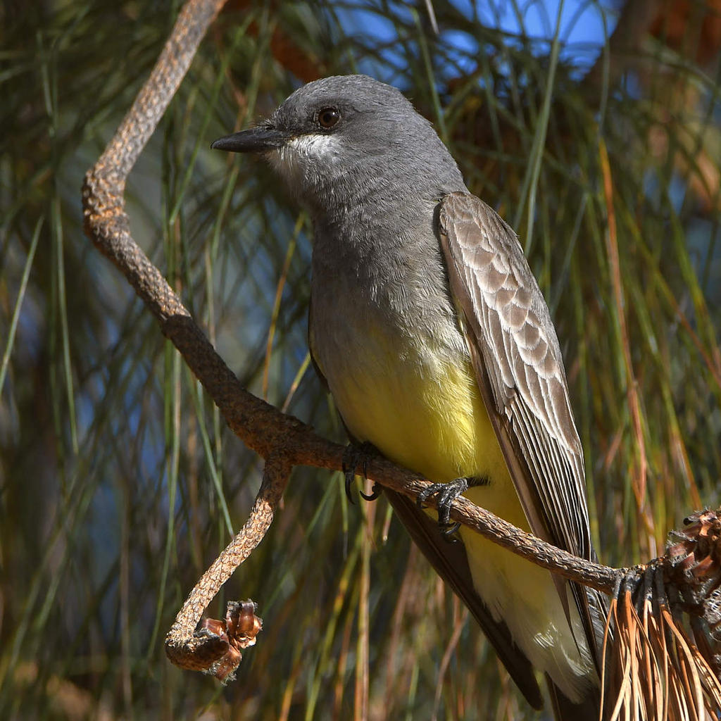 Kingbird3.jpg
