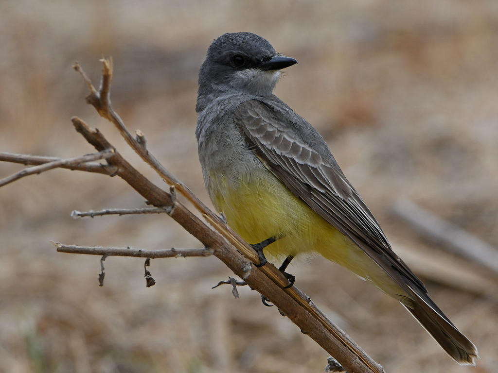Kingbird3.jpg