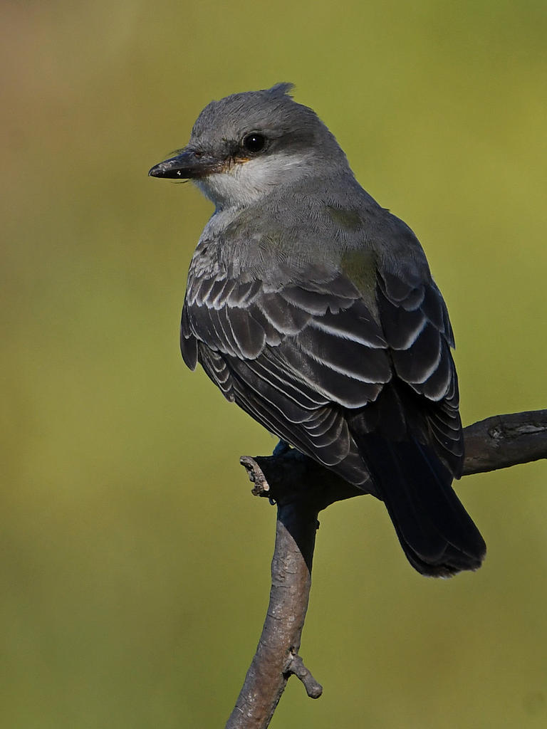 KIngbird3.jpg