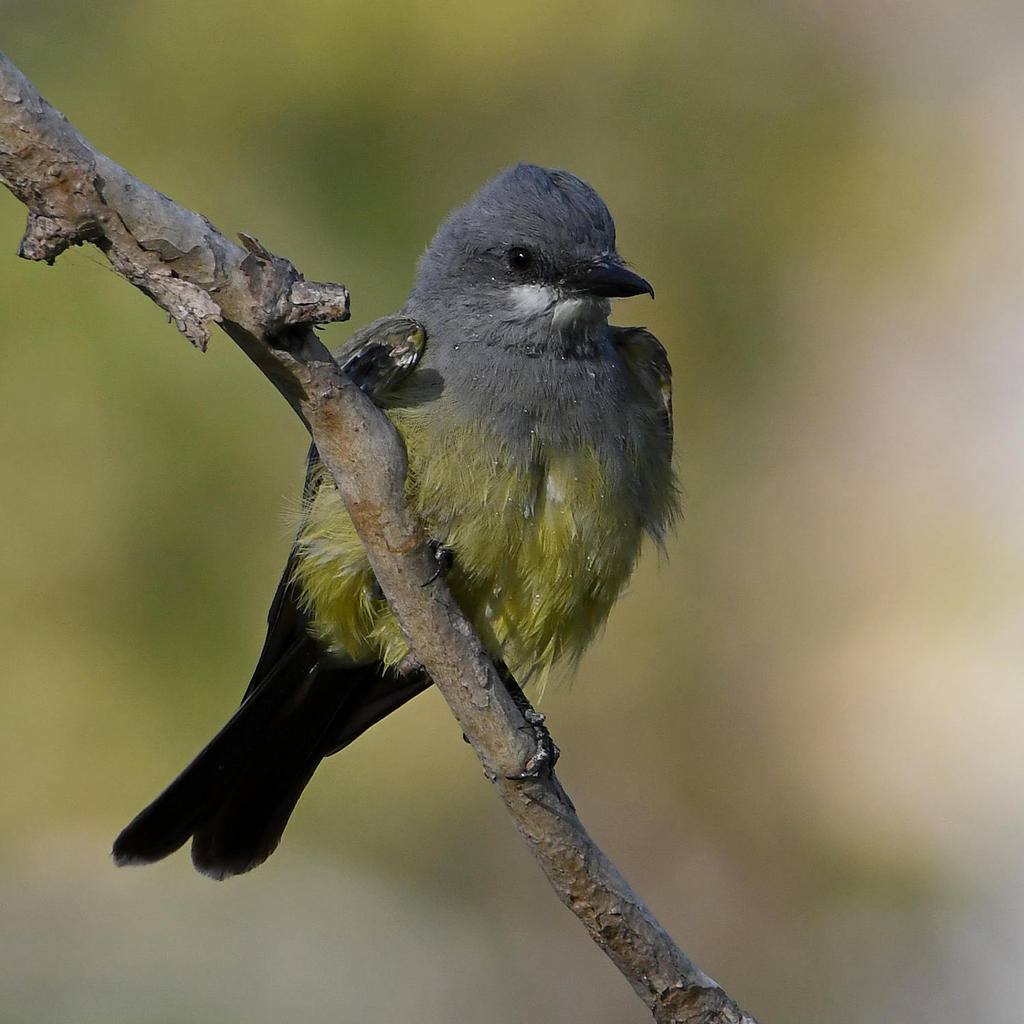 Kingbird3.jpg