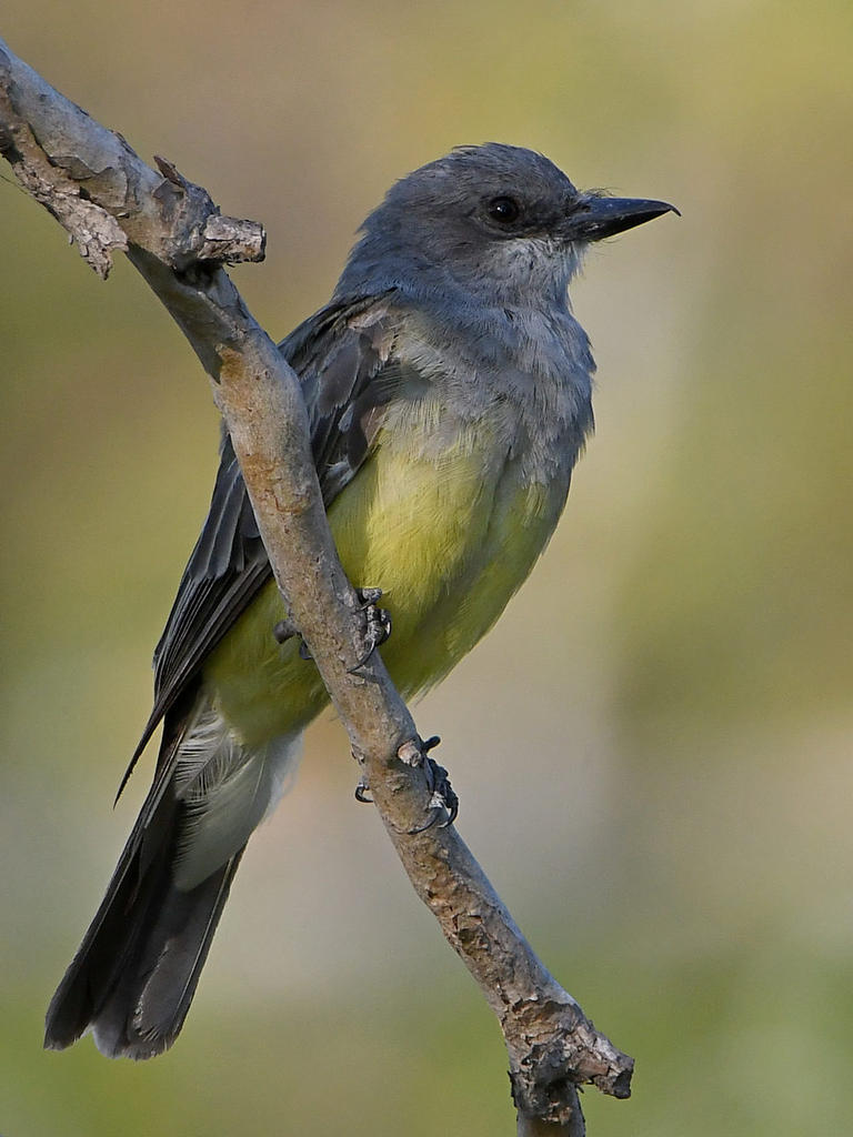 Kingbird3.jpg