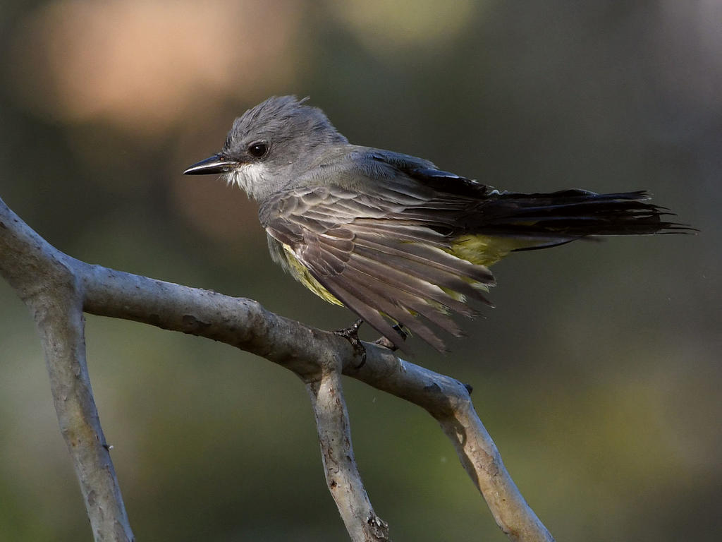 Kingbird3.jpg