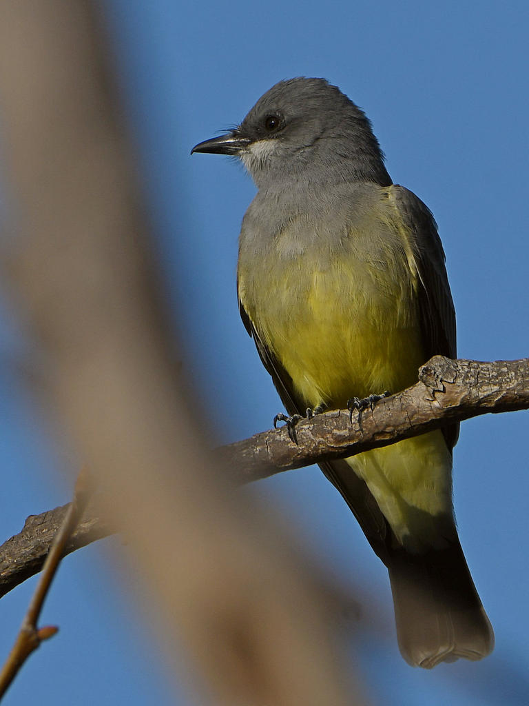 Kingbird3.jpg
