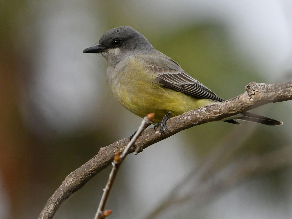 Kingbird3.jpg