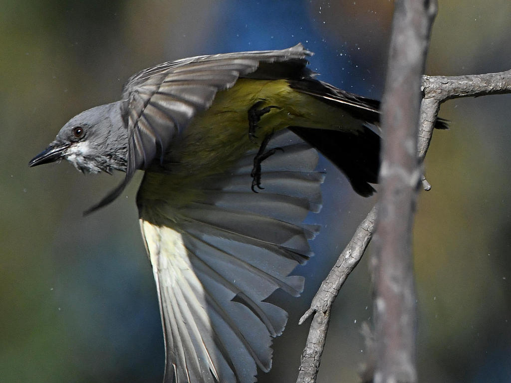 Kingbird3.jpg