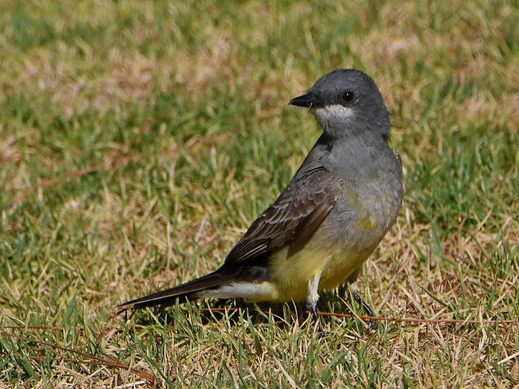 Kingbird3.jpg