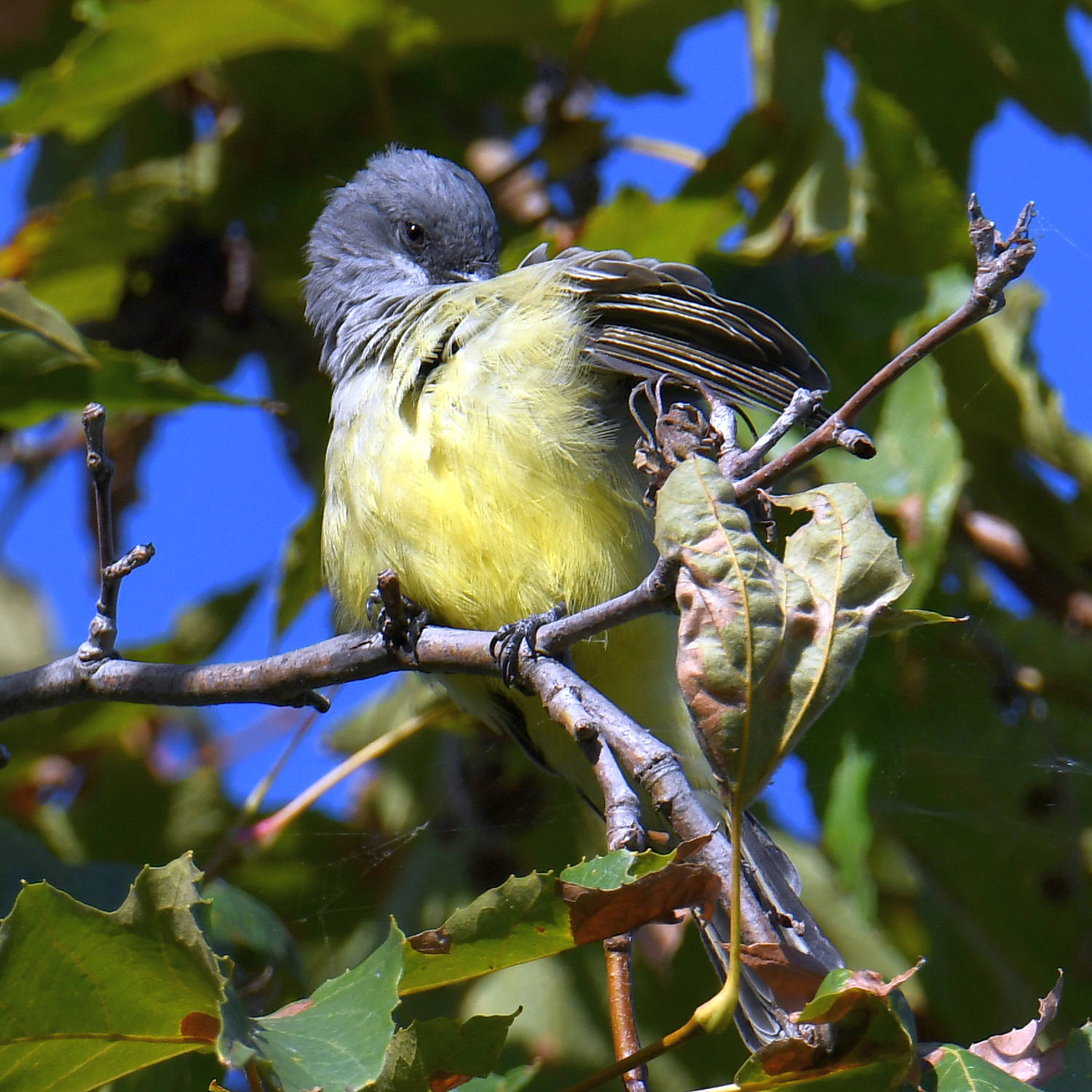 Kingbird3.jpg