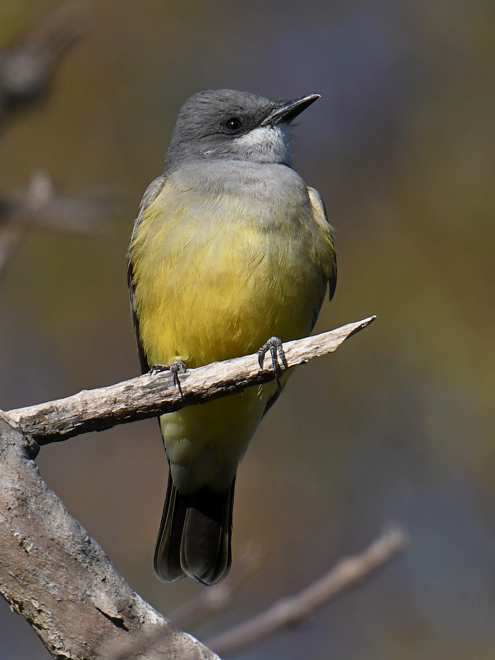 Kingbird3.jpg