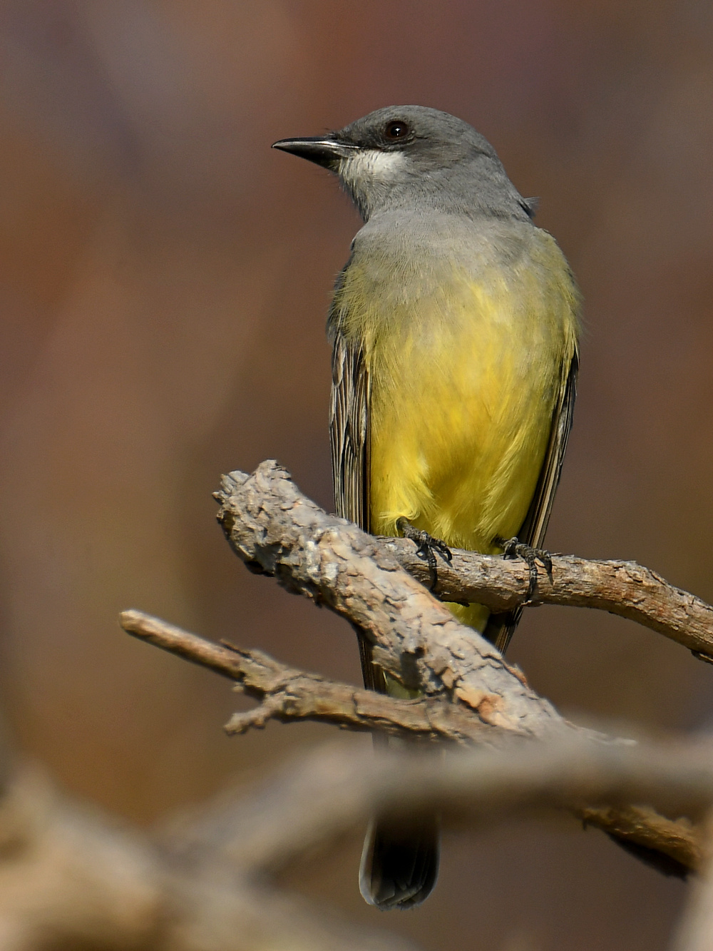 Kingbird3.jpg