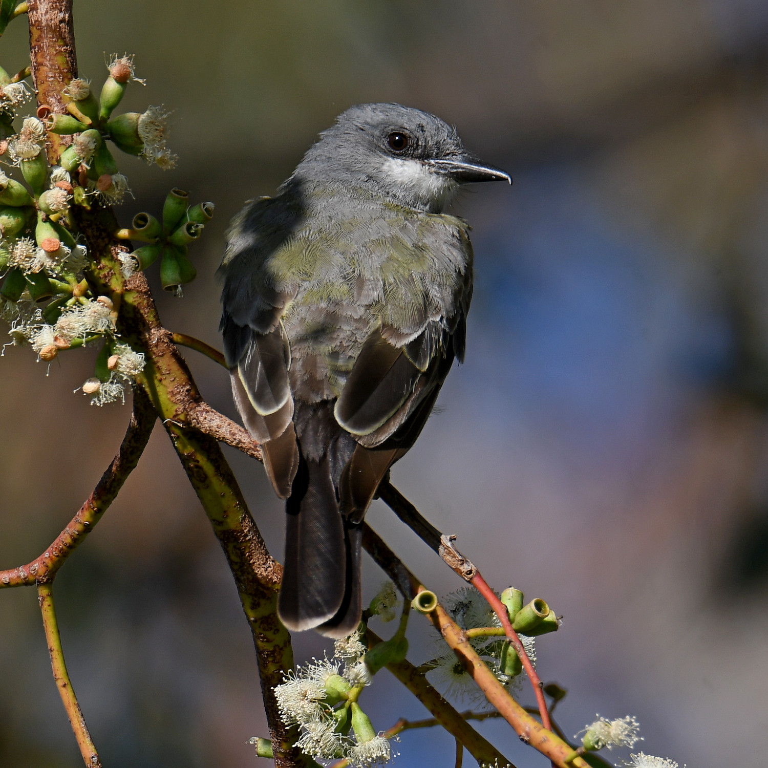 Kingbird3.jpg