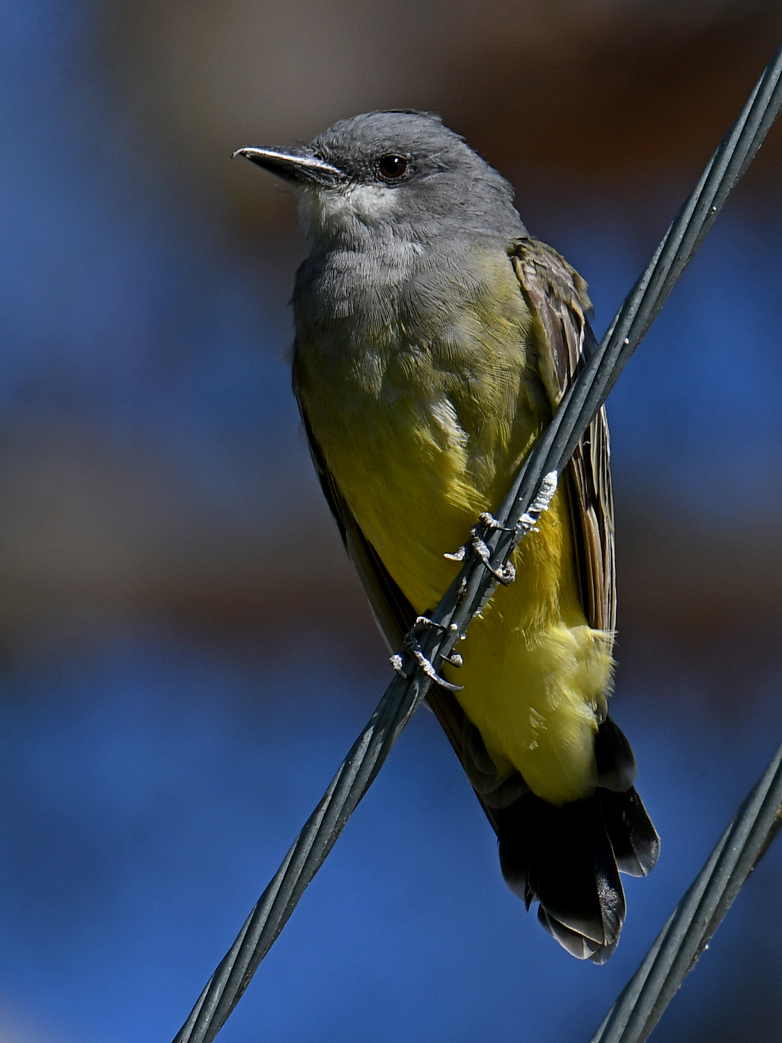 Kingbird3.jpg