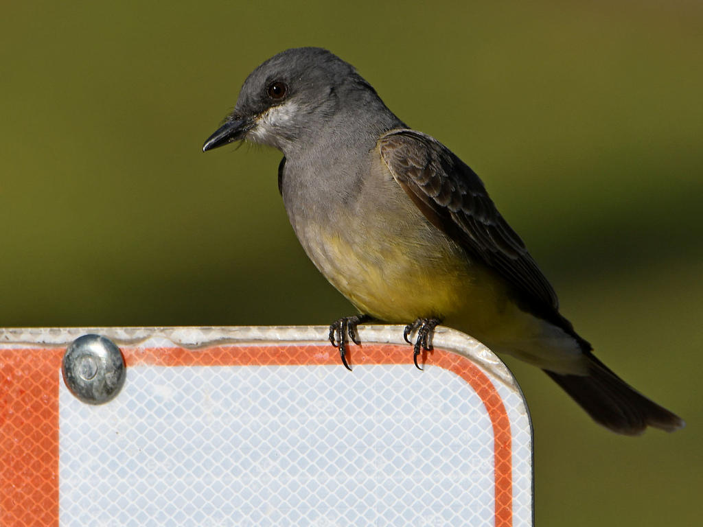 Kingbird30.jpg