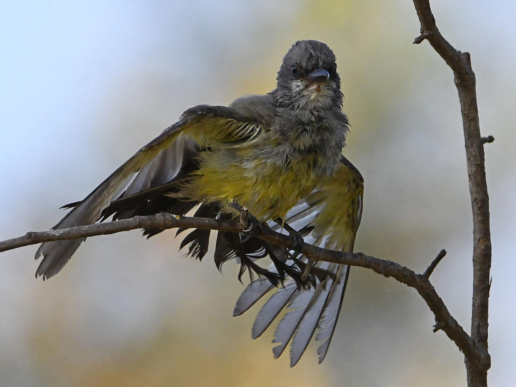 Kingbird32.jpg