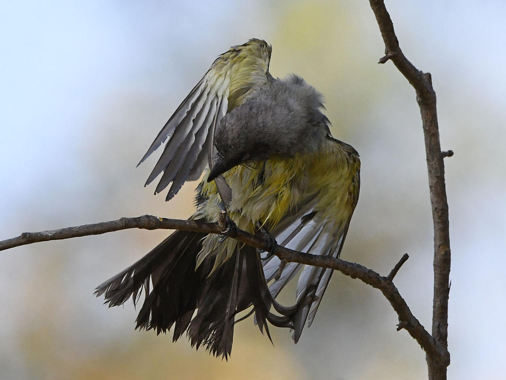 Kingbird33.jpg