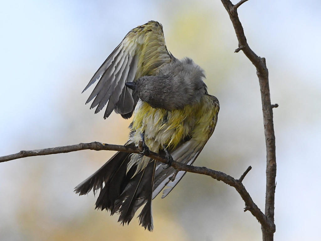 Kingbird34.jpg