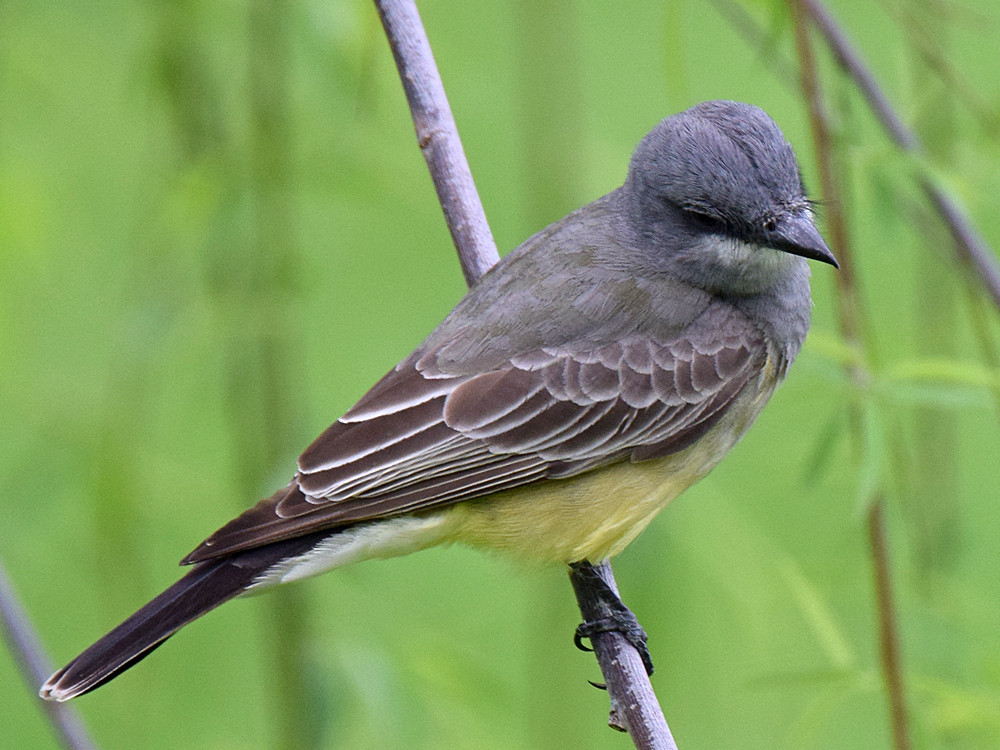 Kingbird4.jpg