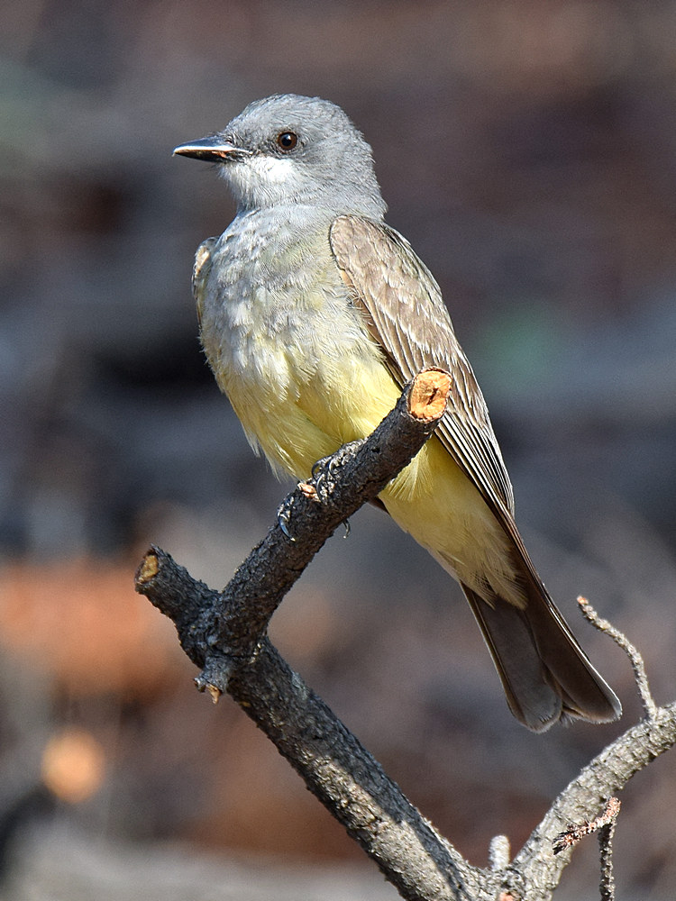 Kingbird4.jpg