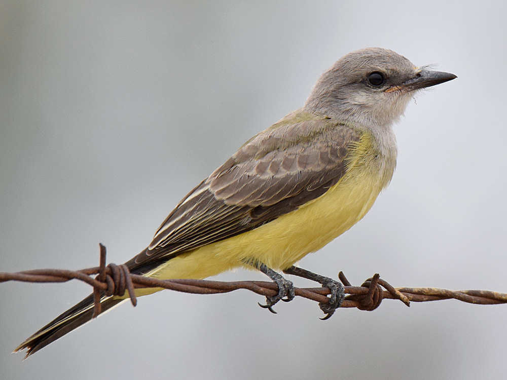 Kingbird4.jpg