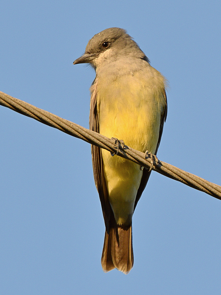 KIngbird4.jpg