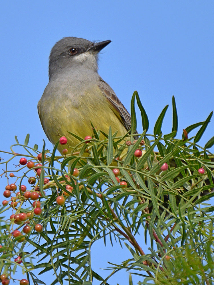Kingbird4.jpg