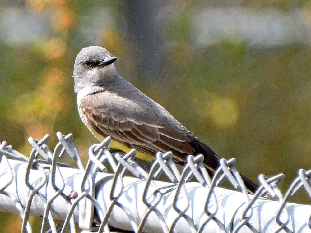 Kingbird4.jpg