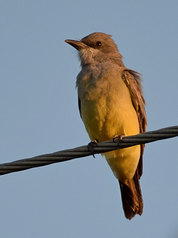 Kingbird4.jpg