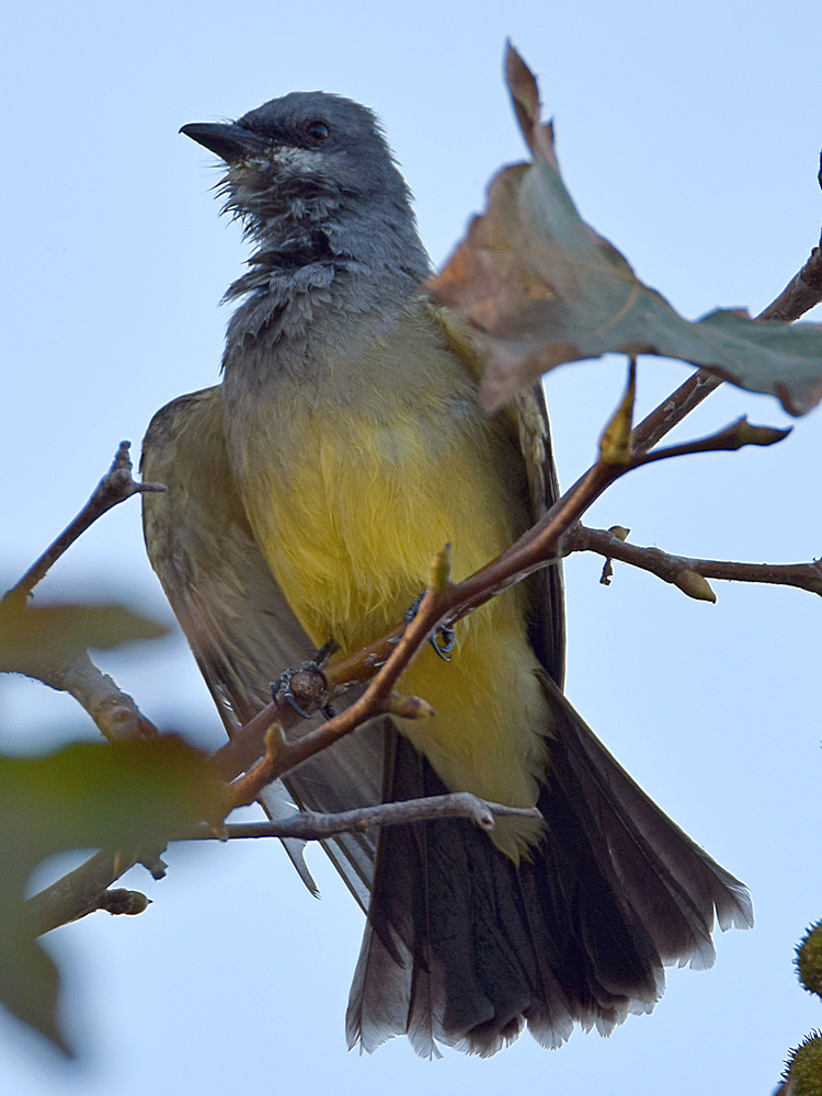 Kingbird4.jpg
