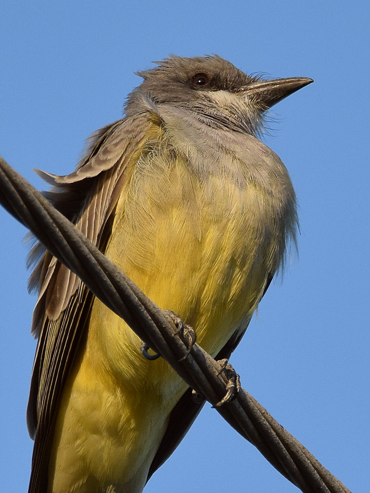 Kingbird4.jpg