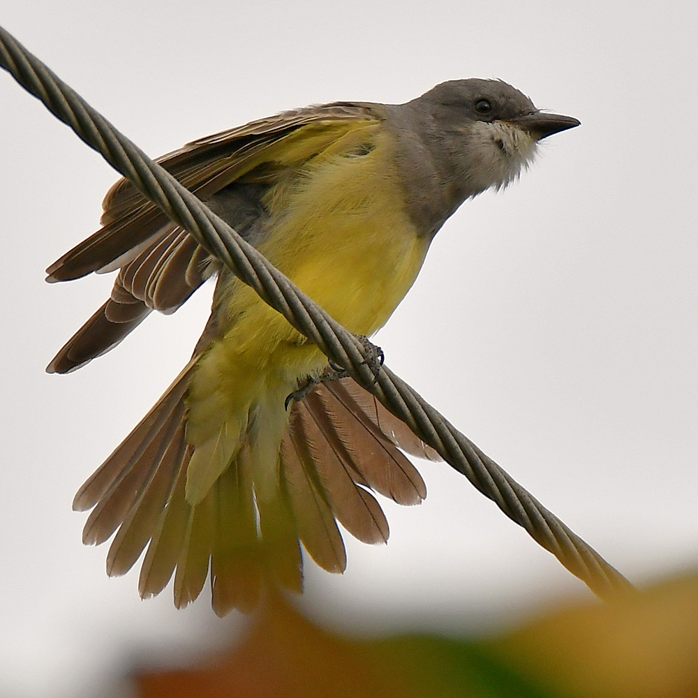 Kingbird4.jpg