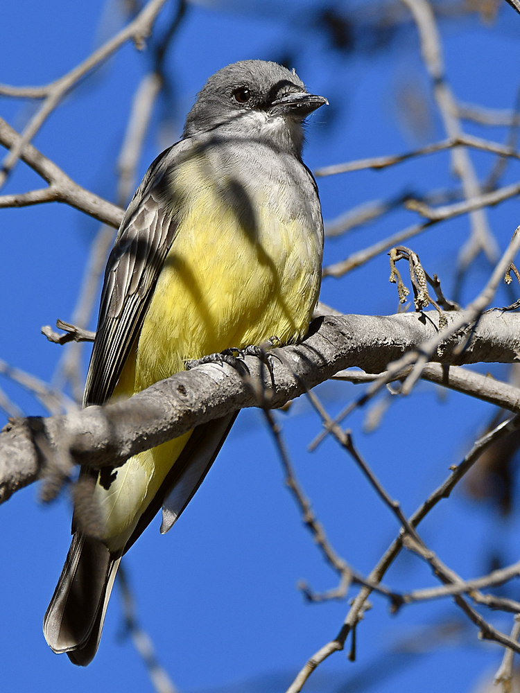 Kingbird4.jpg