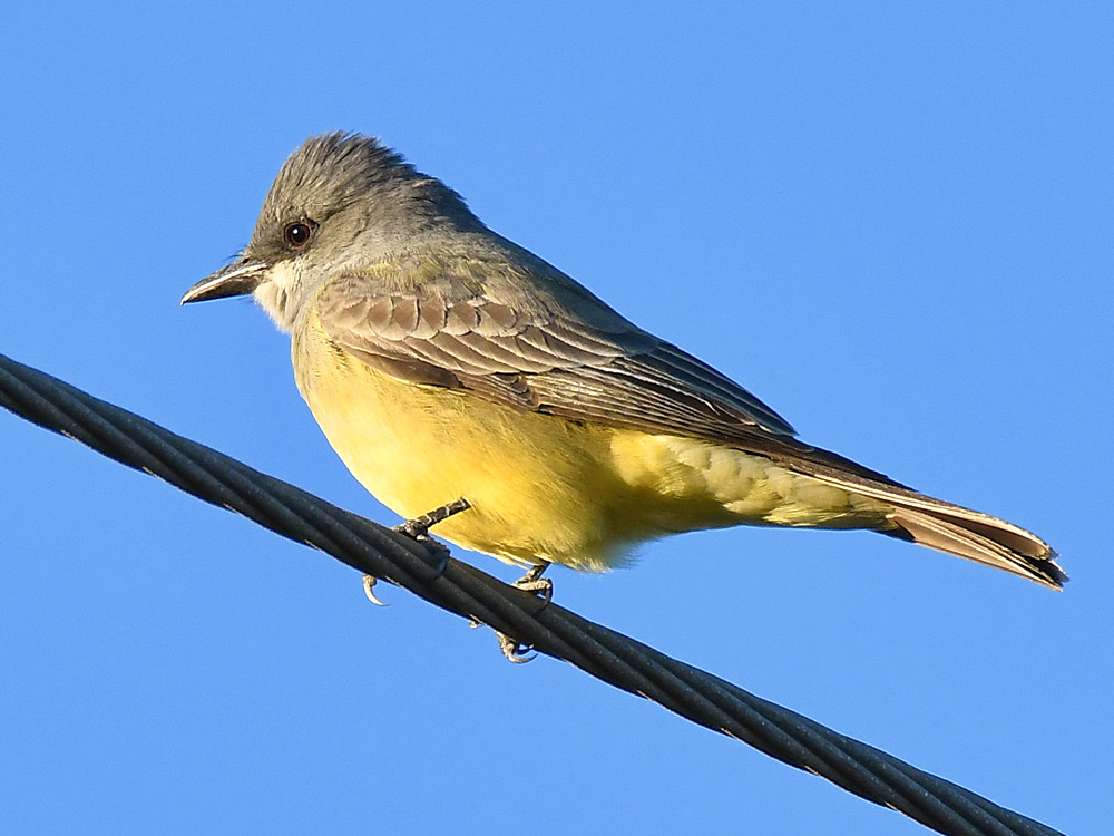 Kingbird4.jpg
