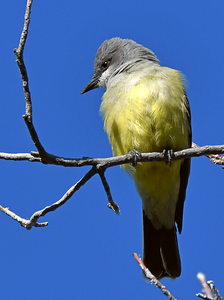 Kingbird4.jpg