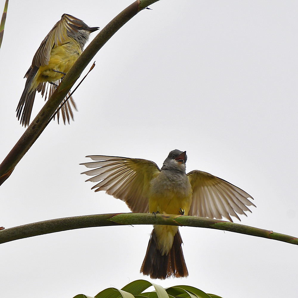 Kingbird4.jpg
