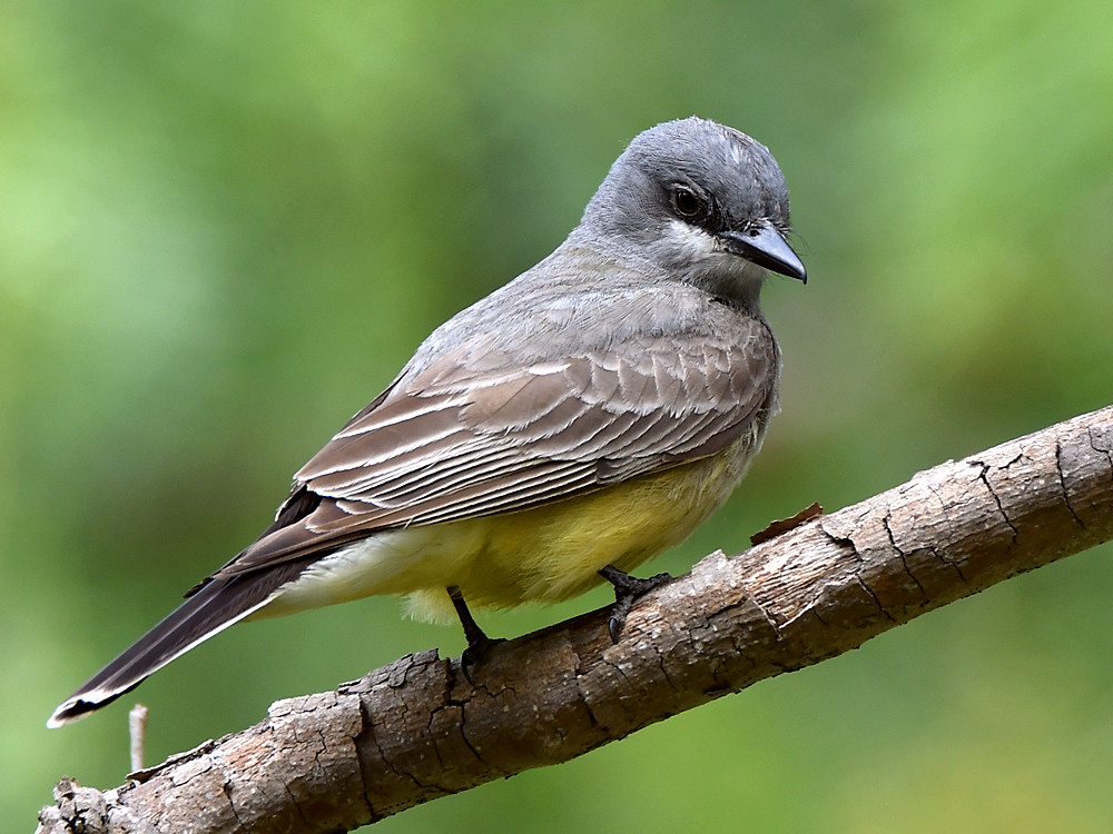 Kingbird4.jpg