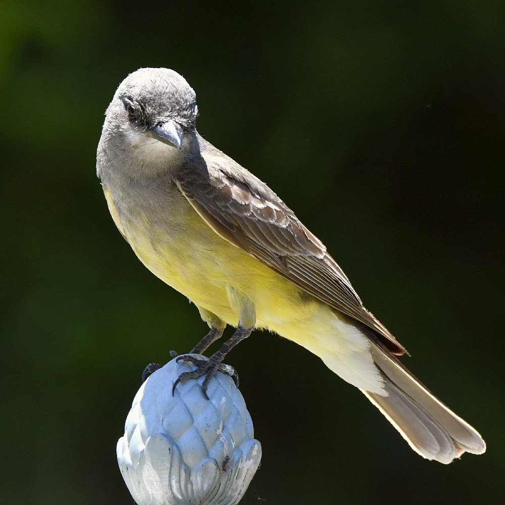 Kingbird4.jpg