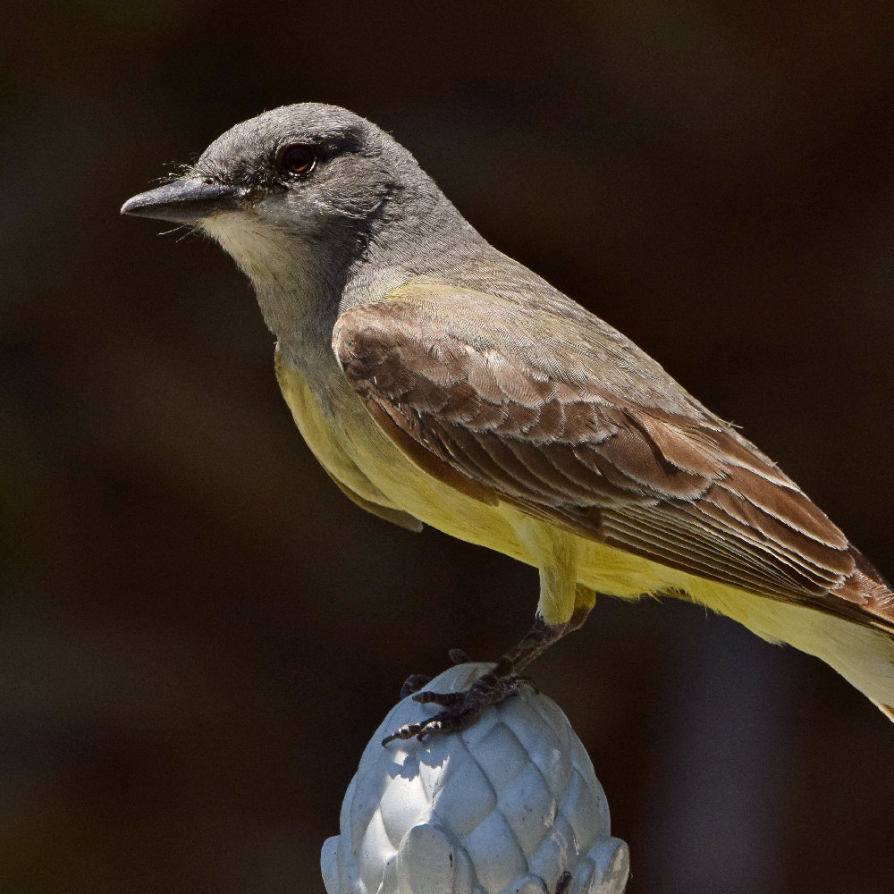 Kingbird4.jpg