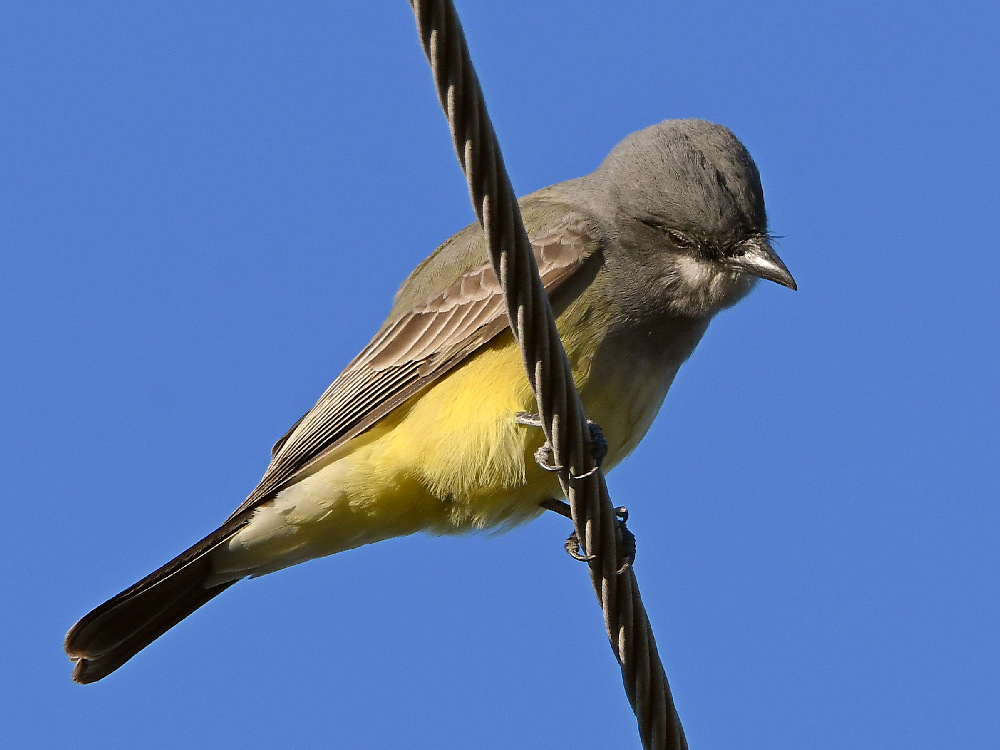 KingBird4.jpg