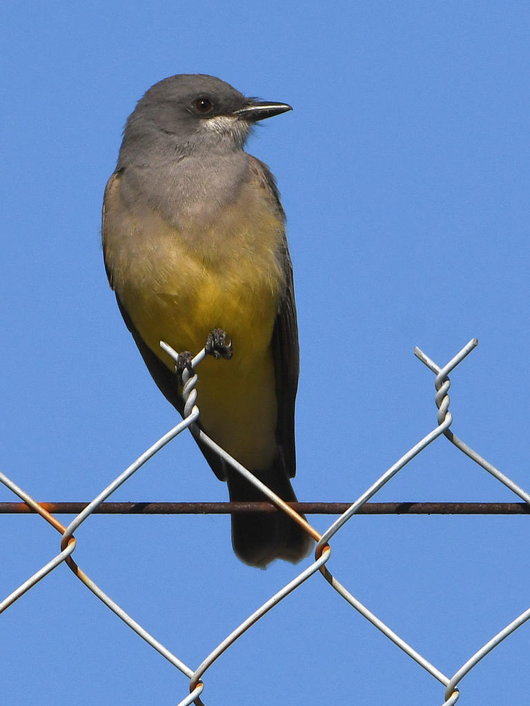 Kingbird4.jpg