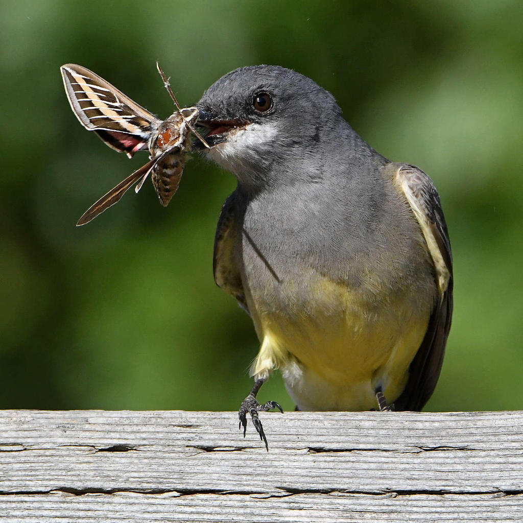 Kingbird4.jpg