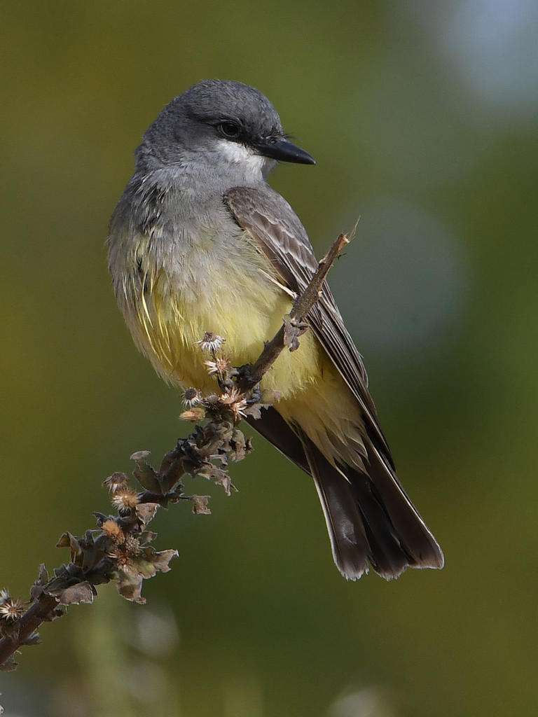 Kingbird4.jpg