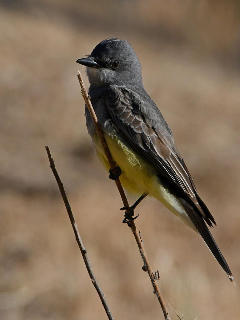 Kingbird4.jpg