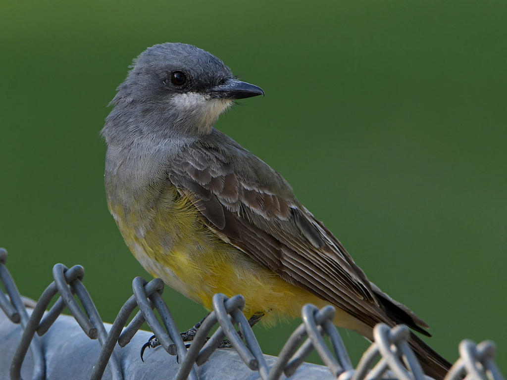 Kingbird4.jpg