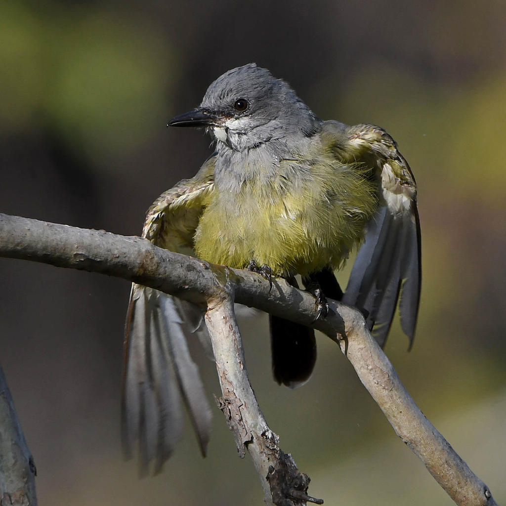 Kingbird4.jpg
