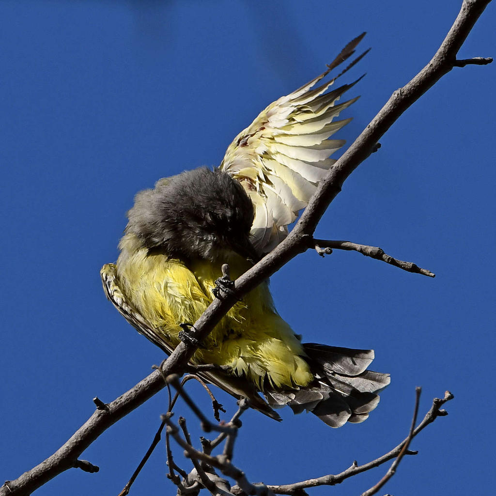 Kingbird4.jpg
