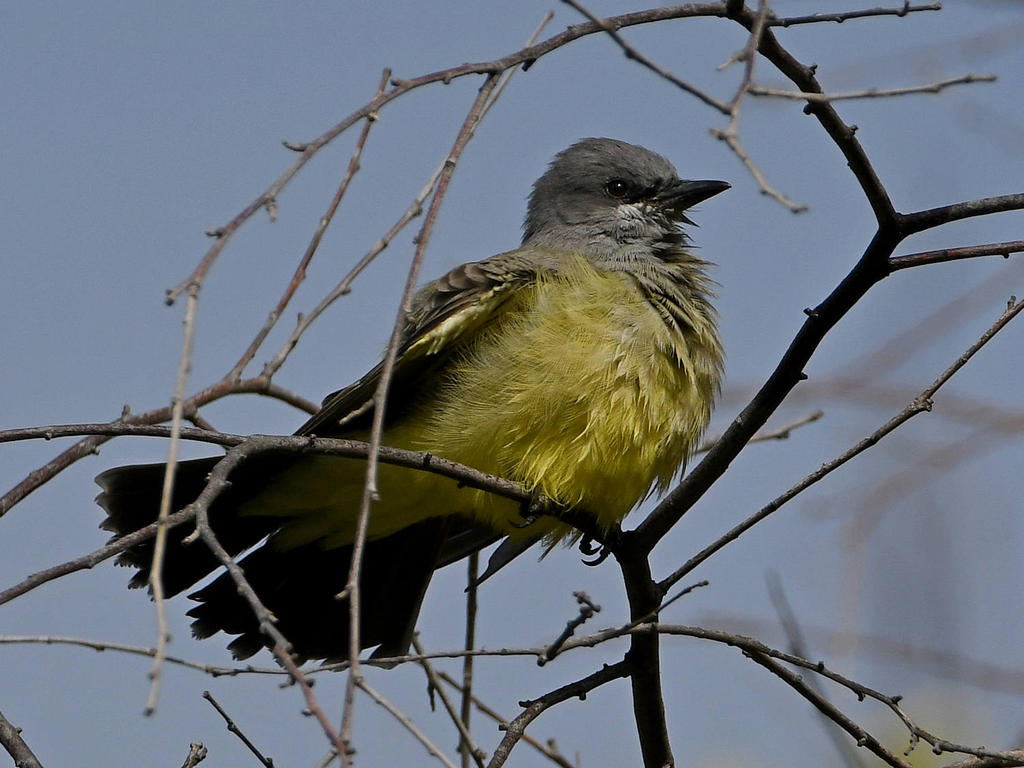 Kingbird4.jpg