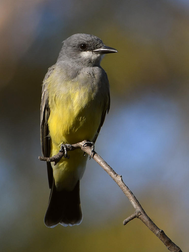 Kingbird4.jpg
