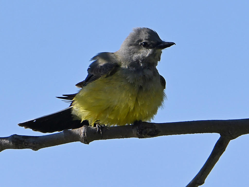 Kingbird4.jpg